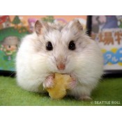 Hamster